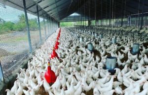 Sector avícola garantiza pollos para diciembre a precios asequibles