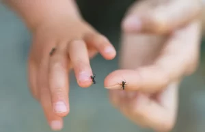 Así funcionan estos dedos robóticos que permiten interactuar con insectos
