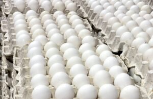Gobierno levanta restricción de exportación de huevos hacia Haití