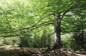 Beneficios para la salud mental de poder ver tres árboles desde casa