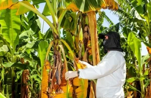 Agricultura refuerza medidas contra hongo que ataca plantaciones de banano