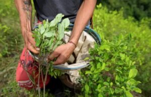 ONU alerta «ha habido un aumento del cultivo de coca»