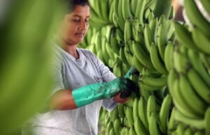 RD acogerá productores de banano y café de Latinoamérica en abril