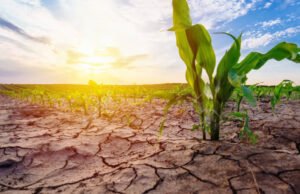 Conforman equipo consultivo para “hacer frente” a amenaza por sequía