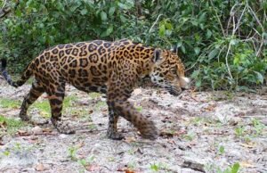 Proyecto de inteligencia artificial identifica jaguares en una reserva natural de México