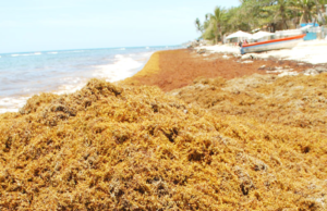 RD recibirá tres millones de tonelada de sargazo, según Ceara Hatton