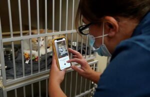 Crean una aplicación en Japón para reconocer el dolor de los gatos