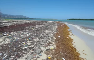 Sargazo, ¿problema sin solución a la vista para la turística RD?