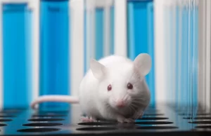 Una nueva tecnología controla en ratones la conexión entre cerebro e intestino