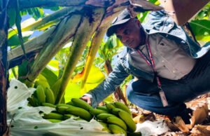 Inespre inicia compra de más de un millón de bananos a productores de Azua
