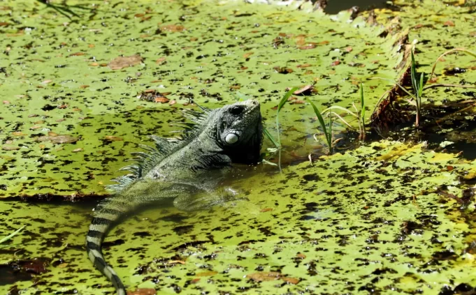 9bd7f394ef652d1513dd8818d3a480c162d37fa7-1-scaled