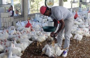 Avicultores respaldan al Gobierno ante cierre frontera dominicana con Haití