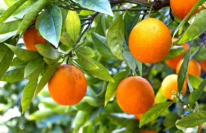 Alertan sobre escasez jugo de naranja ante la sequía que afecta las plantaciones