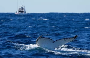 Casi la mitad de las especies migratorias del mundo están en declive, según la ONU