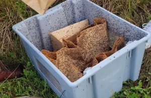 Agricultura: RD va erradicando en «tiempo récord» mosca del Mediterráneo