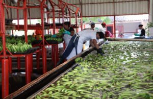 Gobierno levanta suspensión a la exportación del plátano con efectividad inmediata