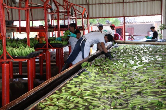 190523_VMVA_-_TABASCO-9