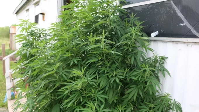 Marihuana-in-front-of-home-3