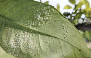 Agricultura vetará cultivos de junio a noviembre por la mosca blanca y el trips asiático