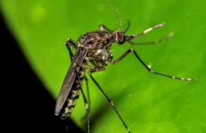 Emiten alerta epidemiológica por virus Oropouche; no hay casos activos en el país