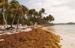 RD reitera ante la UNESCO llamado a declarar el sargazo como emergencia ambiental regional